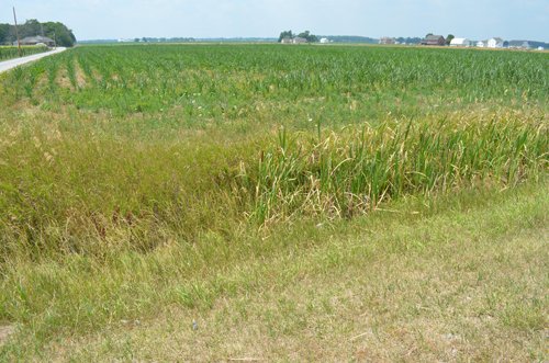 Property photo 28 - 51.5 Acres Offered in 5 tracts, 2 Farm Sites